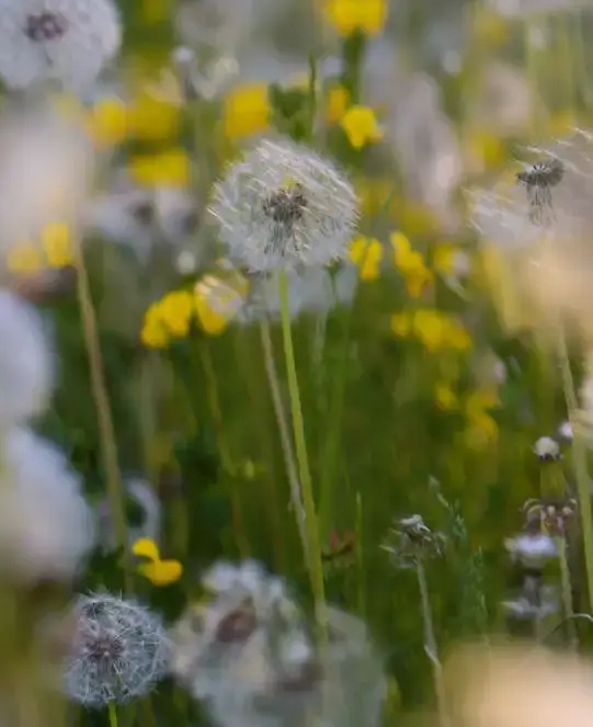 Close-up of dandelion seed heads with yellow flowers in soft focus.