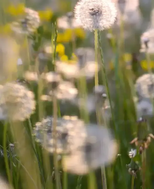 Close-up of dandelions in a sunlit field with blurred background.
