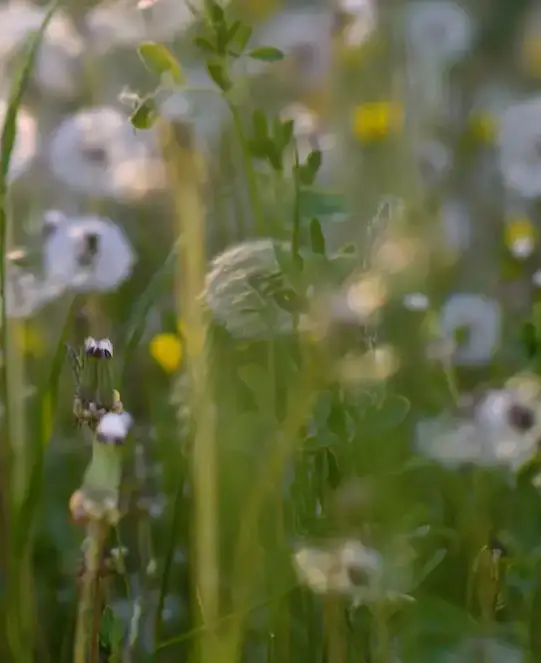Close-up of dandelions in a lush green field with soft focus.