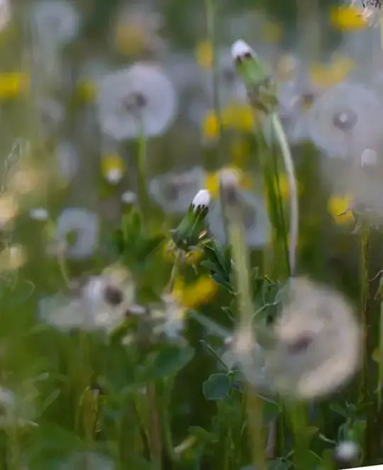 Close-up of dandelions with a soft, blurred background.