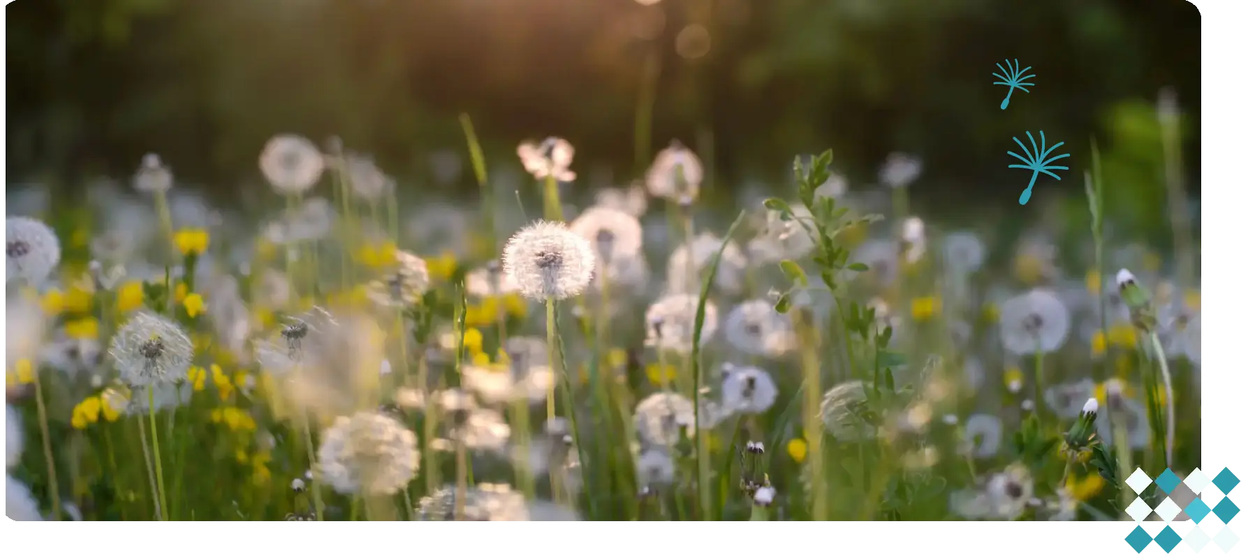 Sunlit field of dandelions with soft focus and warm tones.